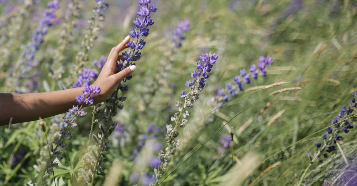 Characteristics of lupin and soy flours - Purple Flowers in Persons Hand