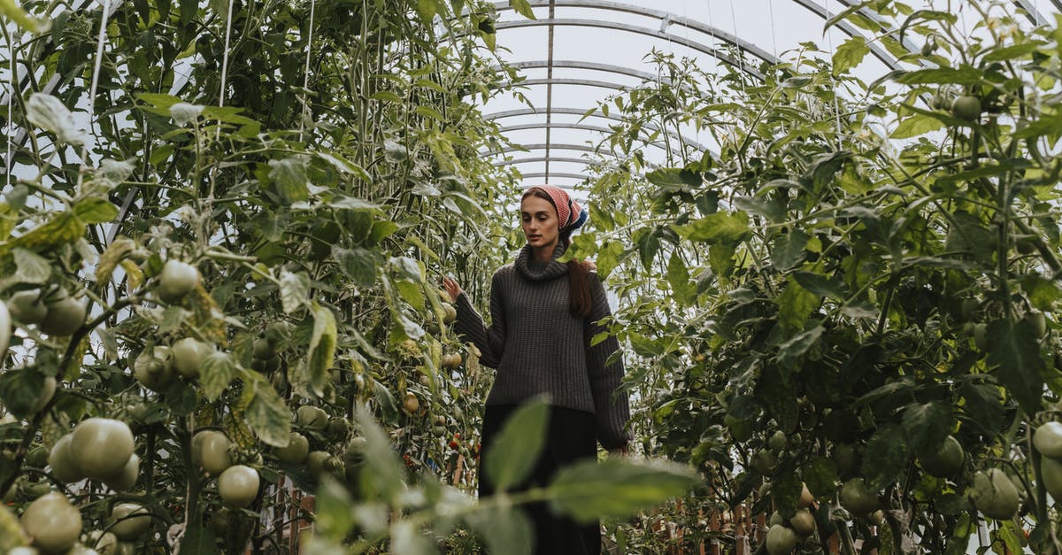 Checking food nutrients - Woman Checking On The Tomato Plants