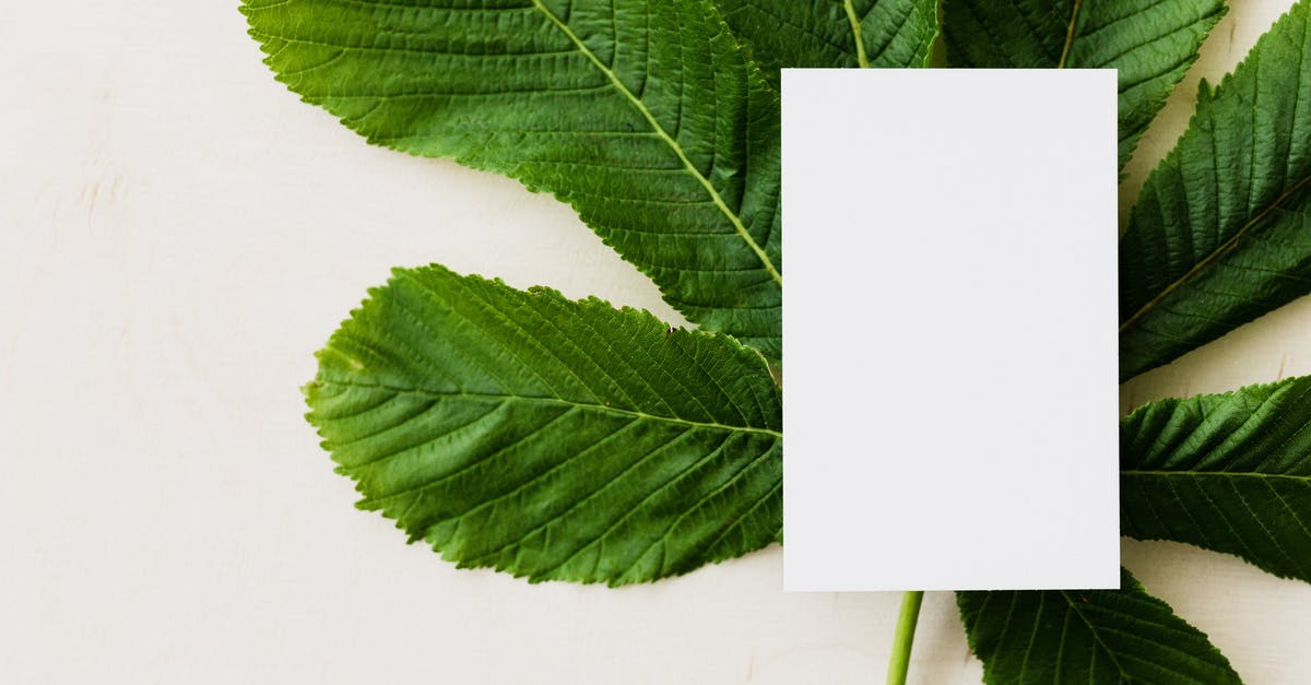 chestnut puree quantity - Overhead view of blank greeting card placed on green chestnut tree leaf on light background