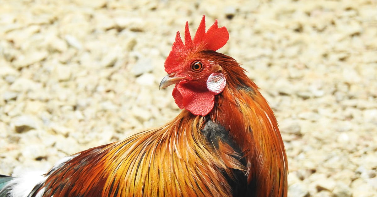 Chicken comes out salty... occasionally - Red Rooster on Brown Soil