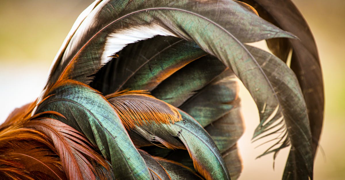 Chicken Linear Dimensions - Rooster Tail Feathers in Close-up Shot