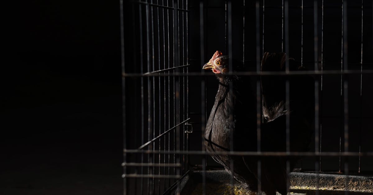 Chicken or quail have black or dark red spots on the meat - Side view of domestic pullet with pointed beak and black plumage with red comb on head standing on straw in hen house on black background