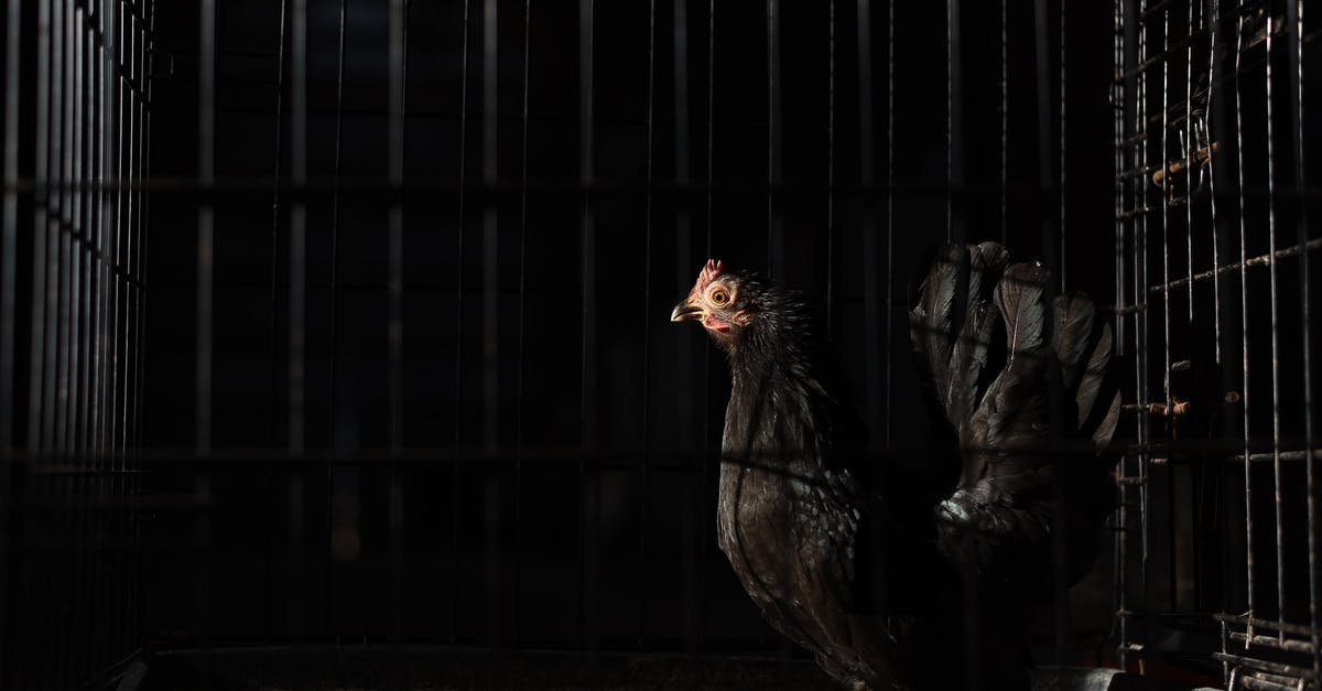 Chicken or quail have black or dark red spots on the meat - Side view of black hen with red comb and wattles with spiky beak standing in coop with metal fence in darkness