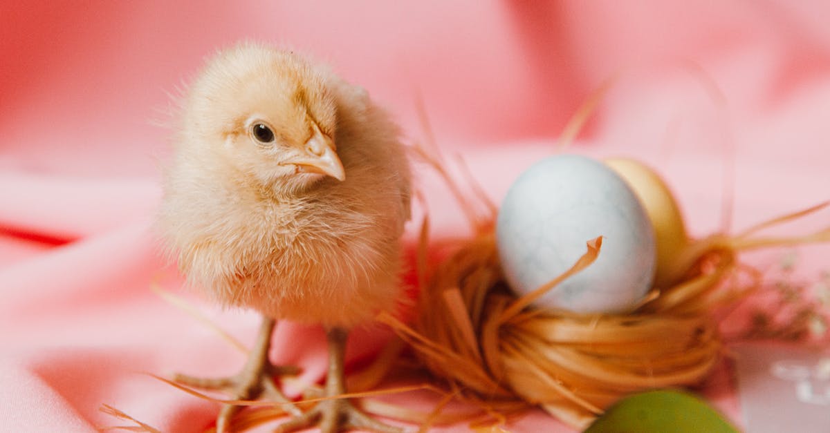 Chicken smells like eggs - A Chick And Eggs On A Nest