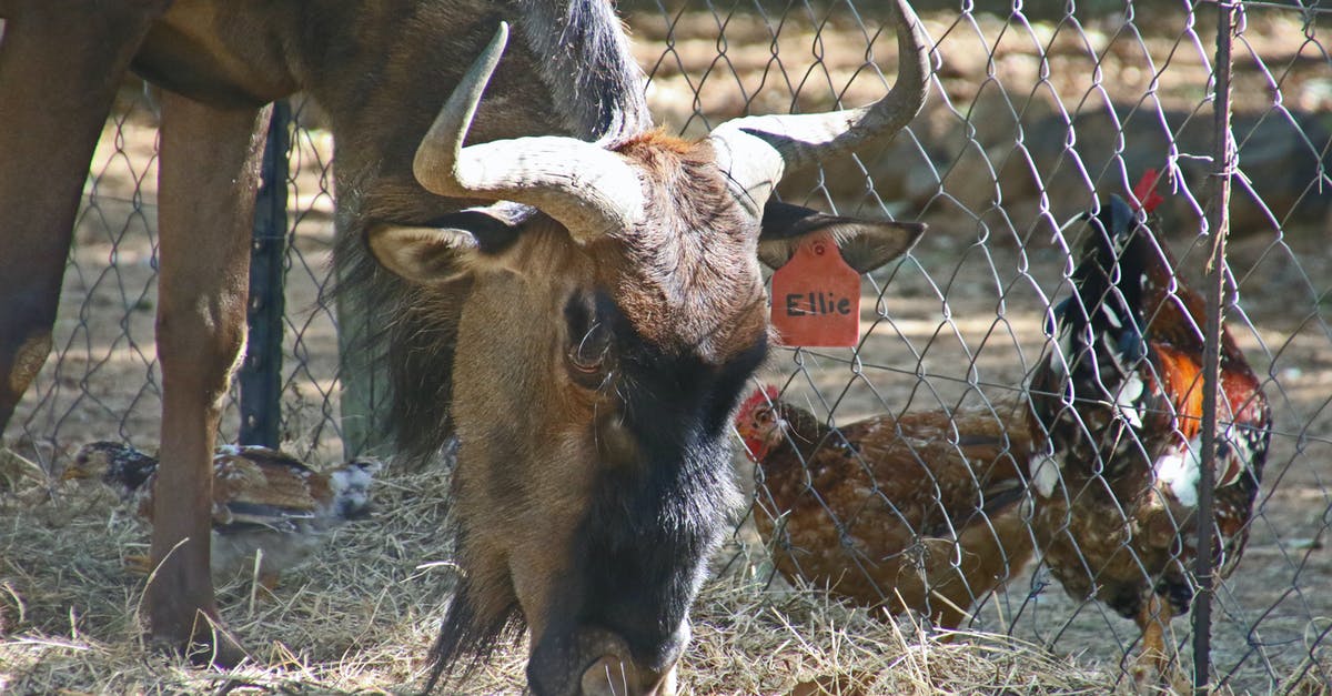 Chicken stock in slow cooker - danger zone? - Brown Yak Beside Two Brown Chickens