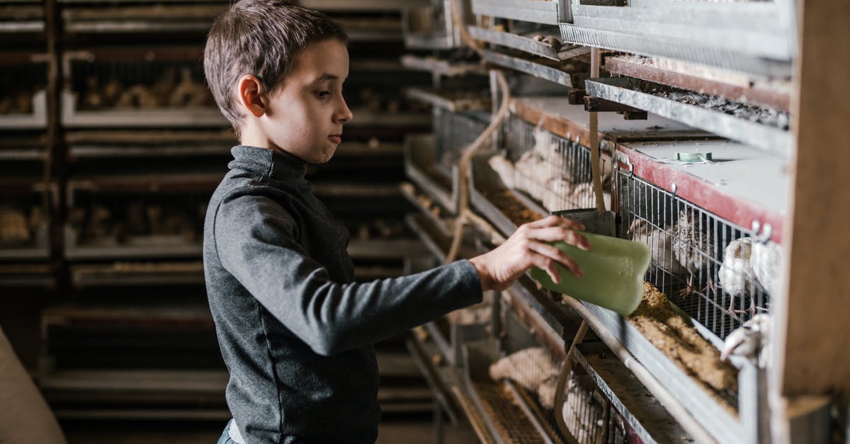 Chicken wrapper torn, meat is a little dry - Side view of focused little boy feeding chickens with grain standing against breeding cages at bird farm