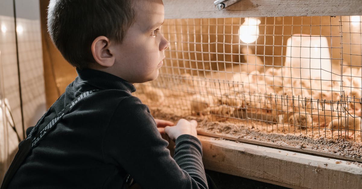 Chicken wrapper torn, meat is a little dry - Pensive little kid on poultry farm near chicks cage