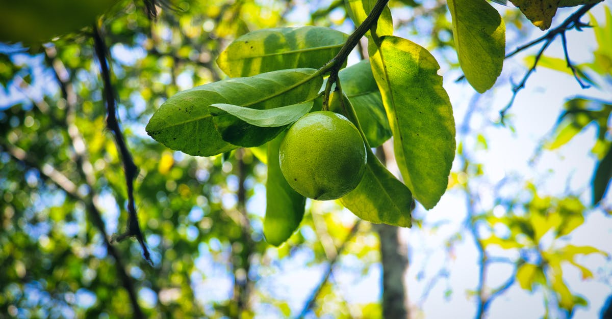 Citrus allergy, need substitute - Green Lemon Hanging on a Branch