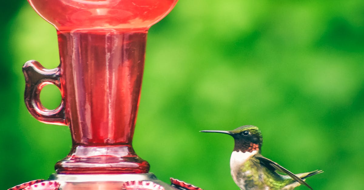 Cleaning tin discoloration on copper/tin lid - Cute hummingbird sitting on metal feeder with tin lids on blurred background of green forest