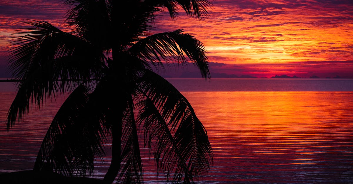 Coconut milk looks like water with butter chunks - A Silhouetted Palm Tree Near Body of Water at Dusk