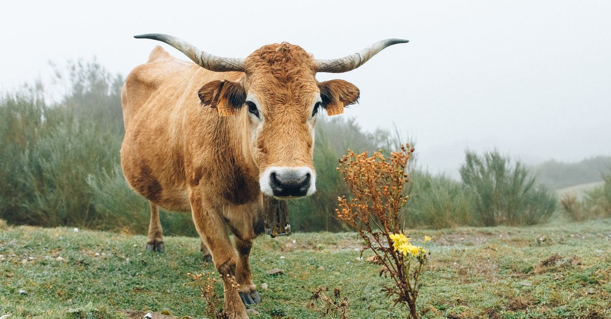 Coconut milk/cream vs cow milk in recipes - Brown Cow on Green Grass Field