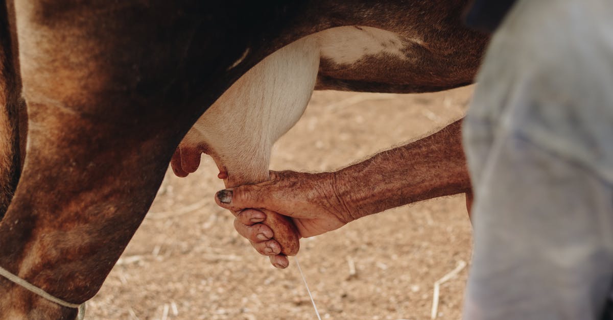 Coconut milk/cream vs cow milk in recipes - Old Man Milking a Cow