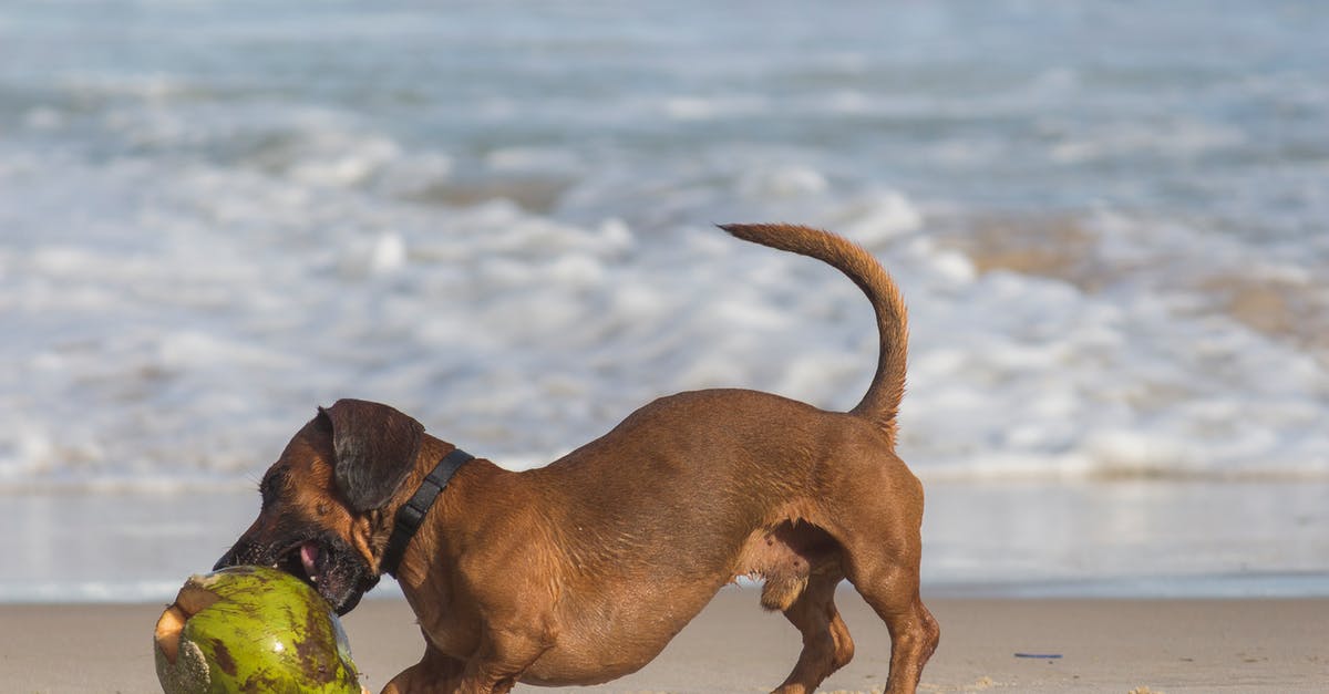 Coconut Water from White vs Brown Coconuts - Short-coated Brown Dog Beside Coconut Shell