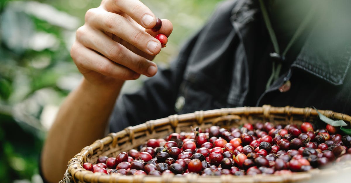 Collecting acorns to eat - how/when? - Crop man eating picked berries in garden