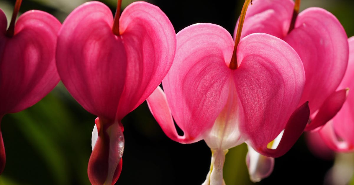 Color bleeding when piping - Pink Bleeding Heart Flowers