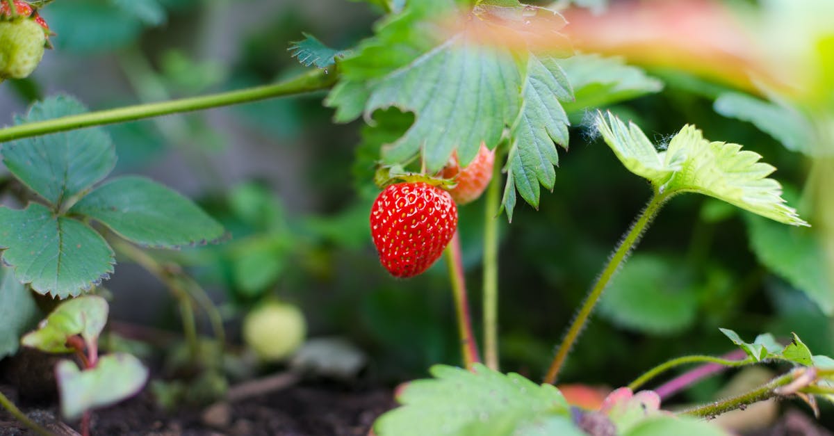 Colour fading strawberry - Selective Focus Photography of Strawberry Fruit