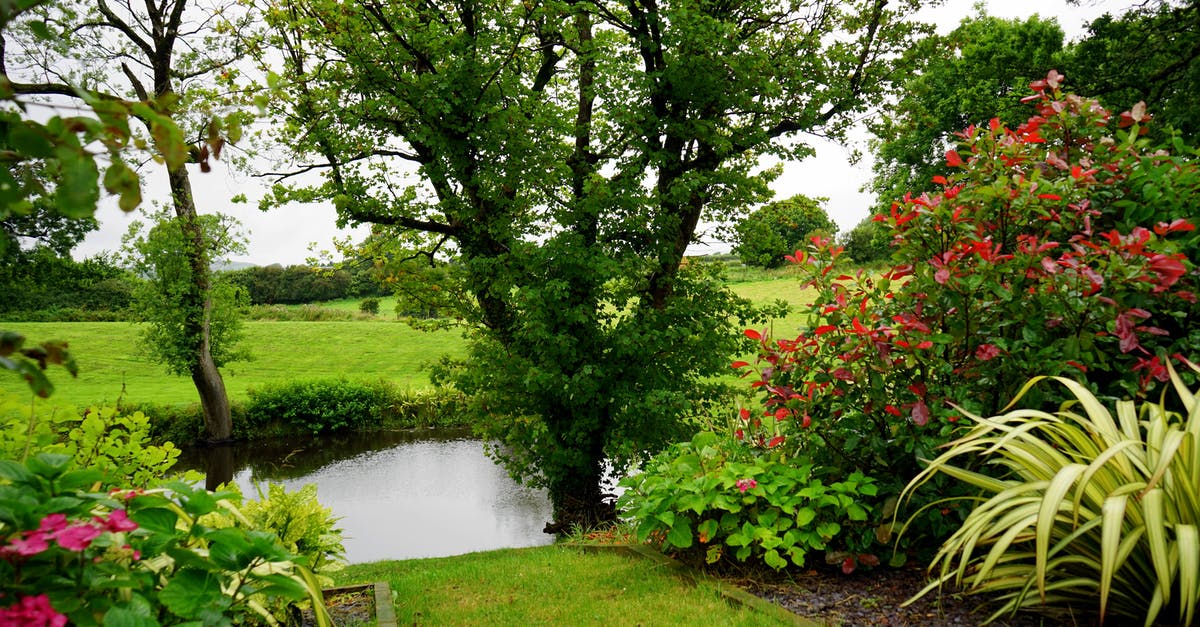 Commercial Kitchens in the UK - Green Leaf Plant Beside River