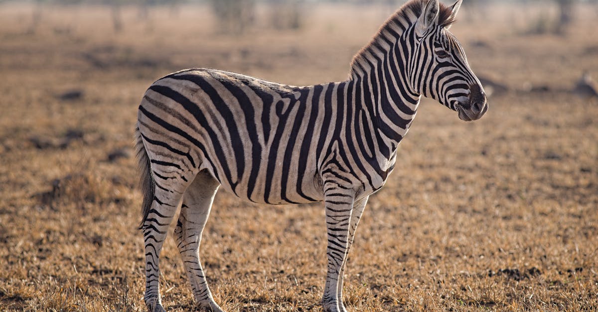 Conservation of ground beef - Selective Focus Photography of Zebra