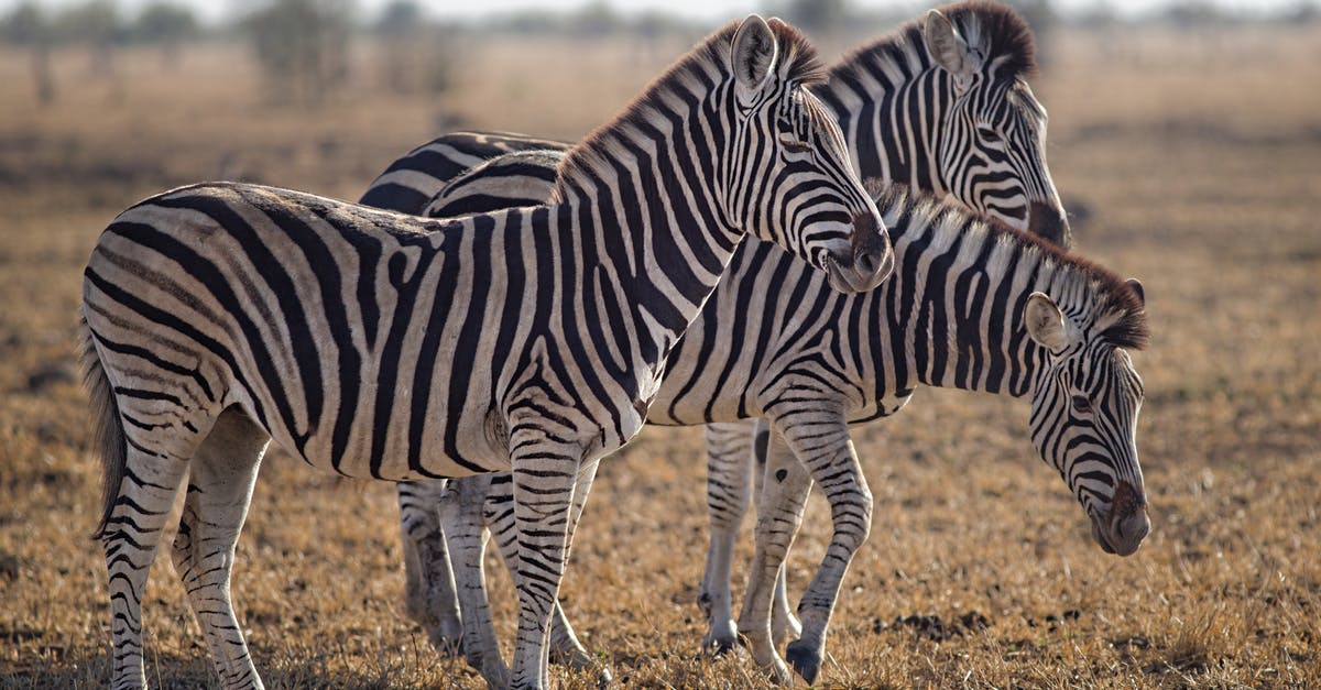 Conservation of ground beef - Three Zebras Standing on Green Grass Field