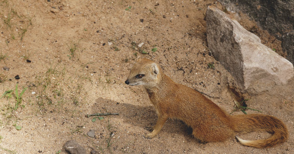 Conservation of ground beef - Brown Ferret on Brown Sand