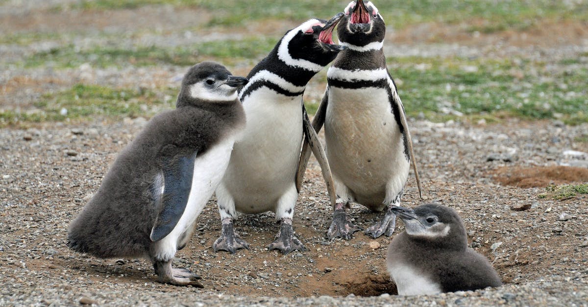 Conservation of ground beef - Two White-and-black Adult Penguins Near Two Penguin Chicks