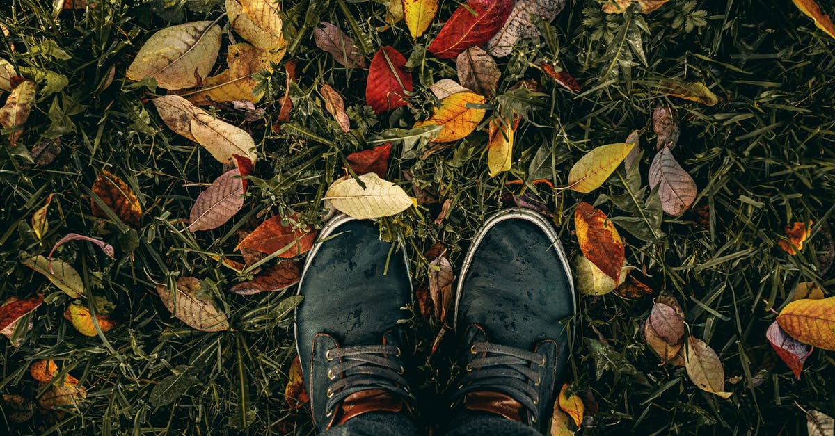 Convert fresh basil leaves to a dry measurement - Person Wearing Black Lace-up Sneakers Standing on Green Grass With Fallen Leaves