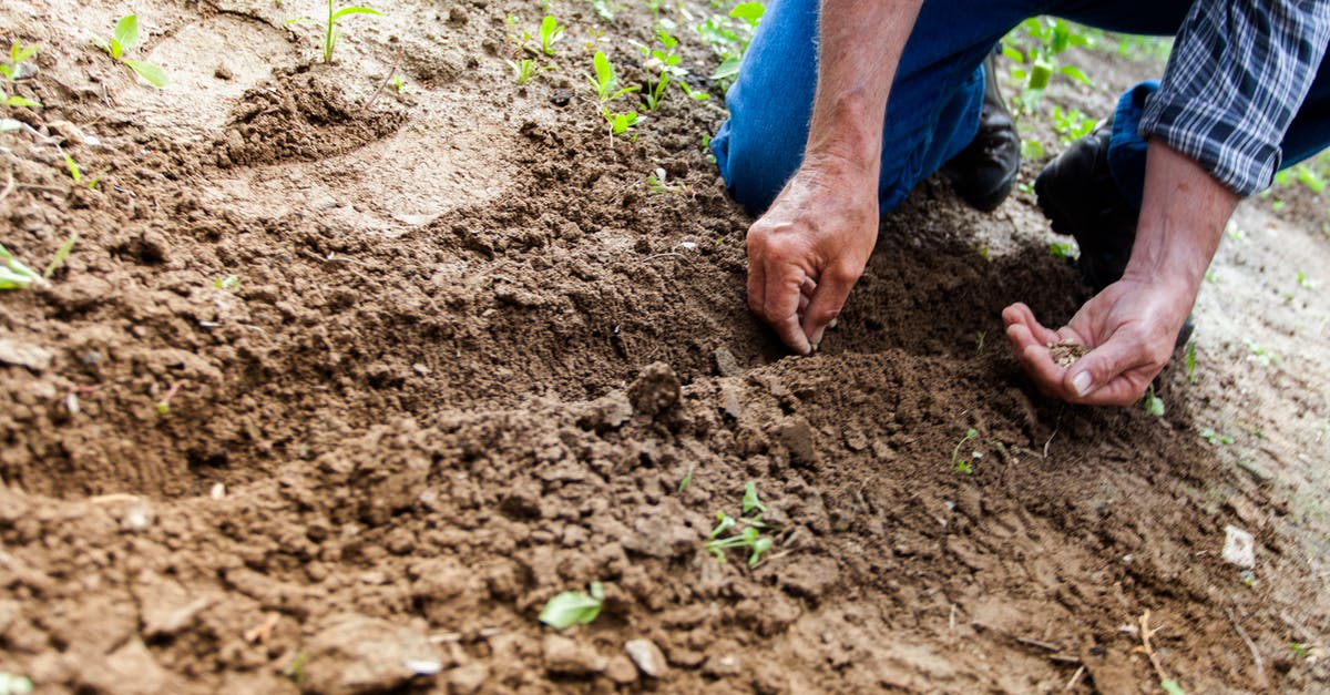 Convert seed based measurements to pre-ground? - Man Planting Plant