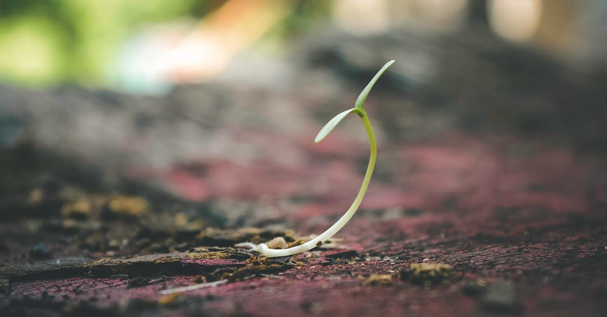 Convert seed based measurements to pre-ground? - Shallow Focus of Sprout