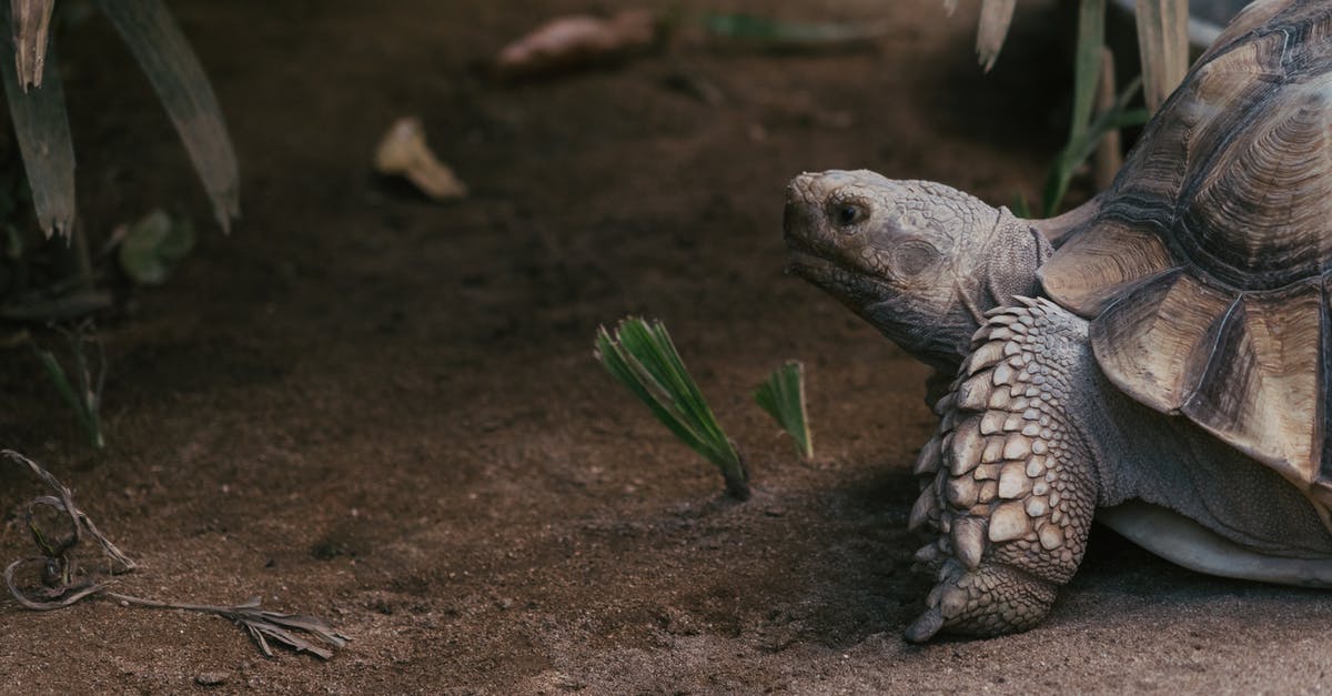 Converting to a 2 quart slow cooker - Brown and Black Turtle on Brown Sand