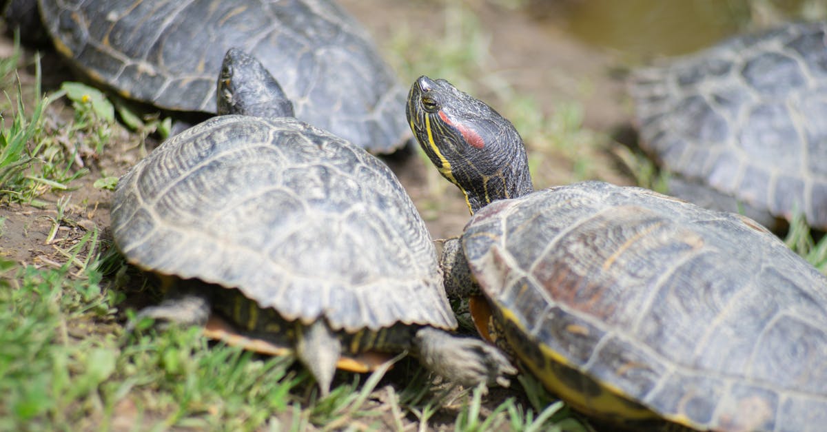 Converting to a 2 quart slow cooker - Black and Gray Turtle on Green Grass