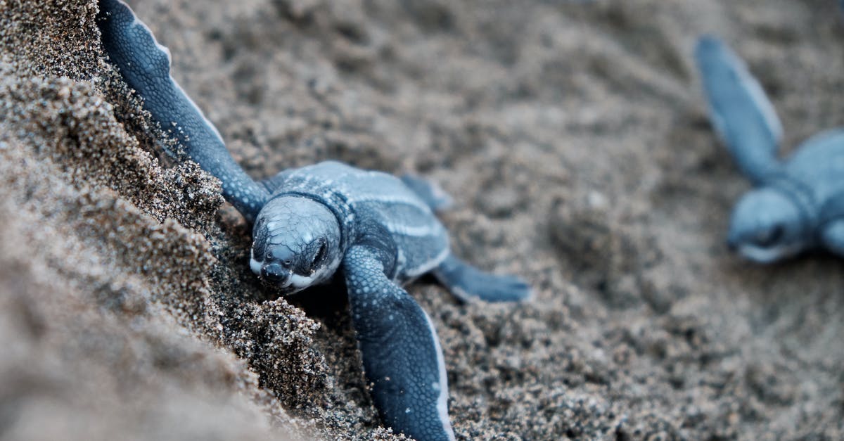 Converting to a 2 quart slow cooker - Blue Turtles on Brown Sand