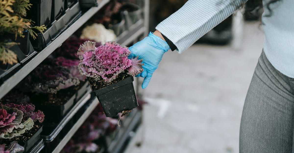 Cooking with Ornamental Cabbage (Kale)? - Crop anonymous female in gloves demonstrating blooming ornamental cabbage presented on market shelves