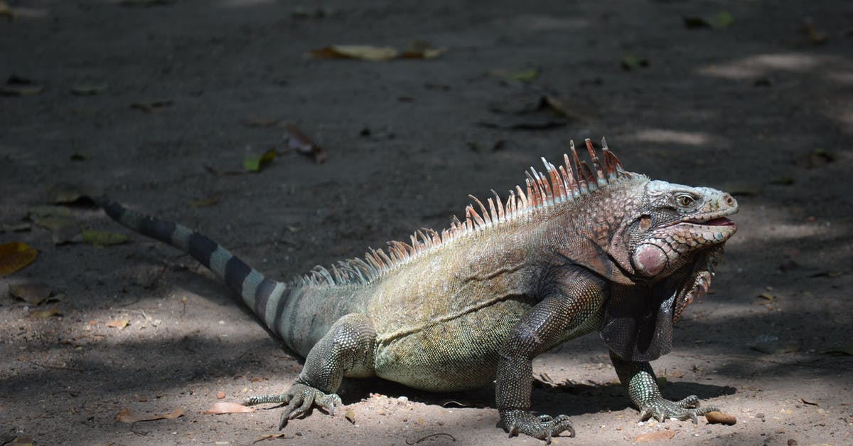 Cookware and methods for large quantities of rice - Iguana
