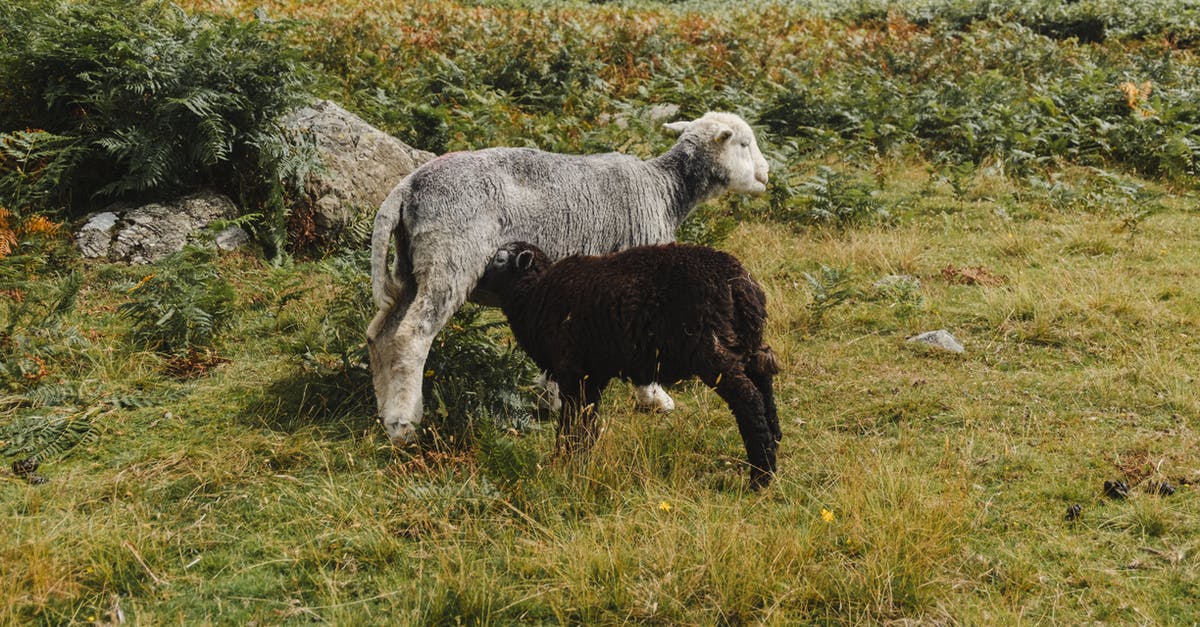 cooling pasturized milk - Black sheep sucking milk of gray sheep on sunny summer day in grassy field