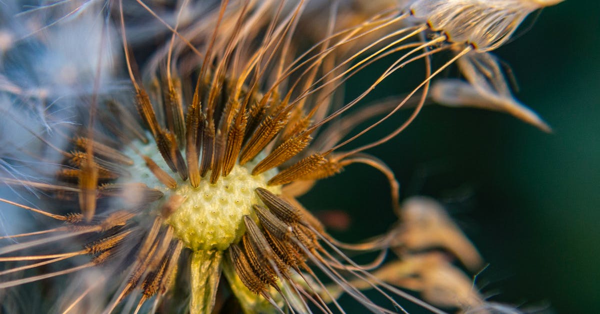 Coriander Seeds - White Dandelion in Close Up Photography