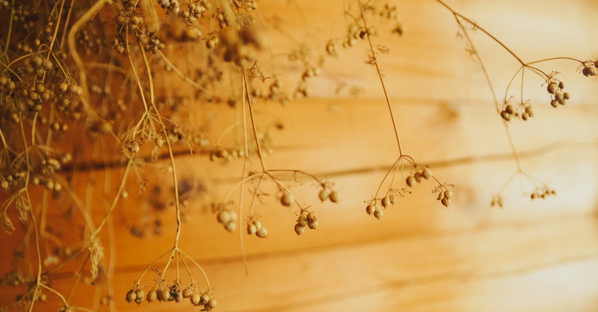 Coriander Seeds - Brown Plant on Brown Wooden Table