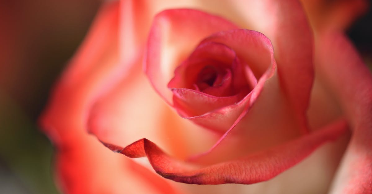 Could I add butter to single cream to make whipped/double cream? - Pink Flowers Macro Photography