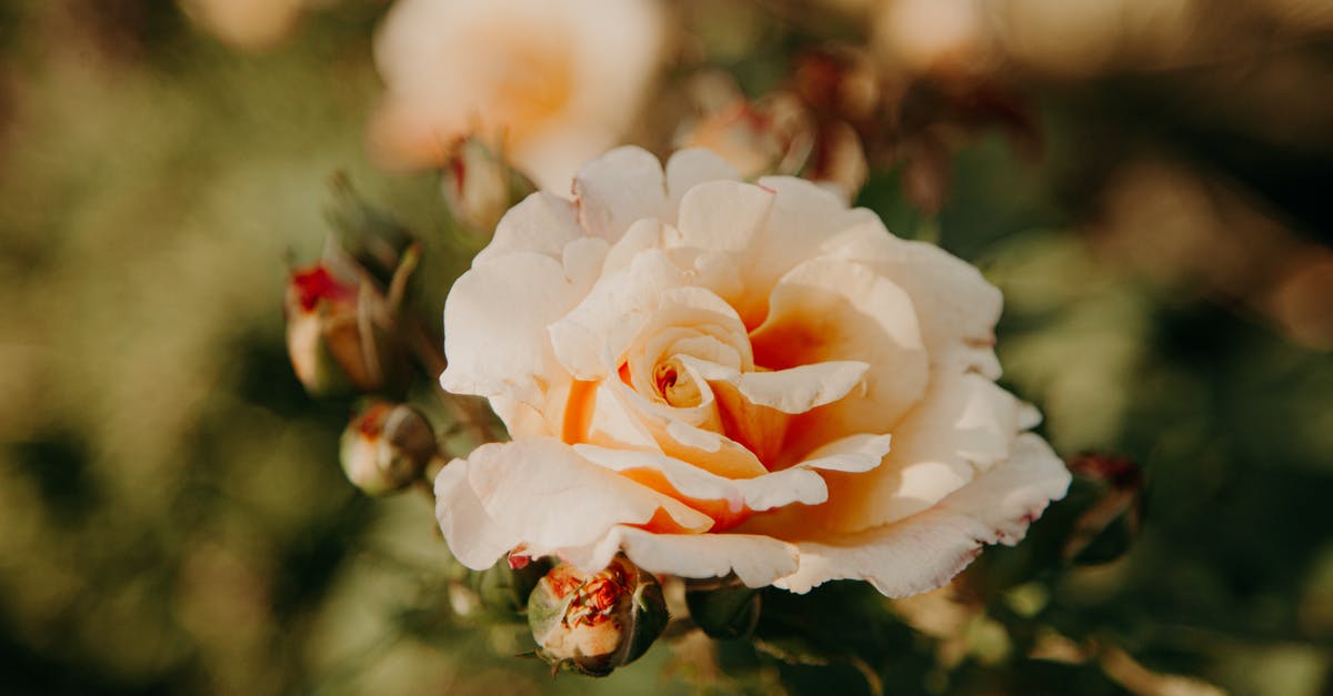 Could I boil rose milk? - White and Orange Rose in Bloom