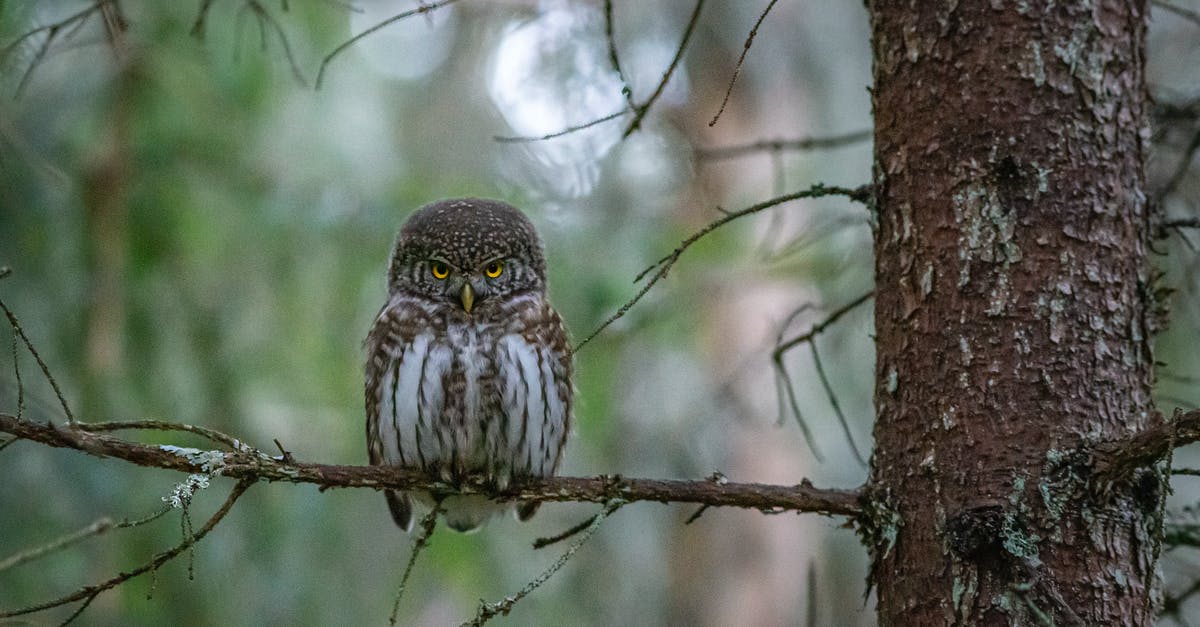 Crab - brown meat looks grey - Brown Owl Perched on Brown Tree Branch