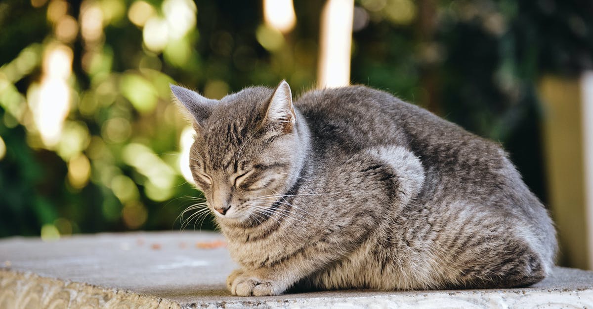 Crab - brown meat looks grey - Gray and Black Cat Prone on Gray Concrete Surface at Daytime