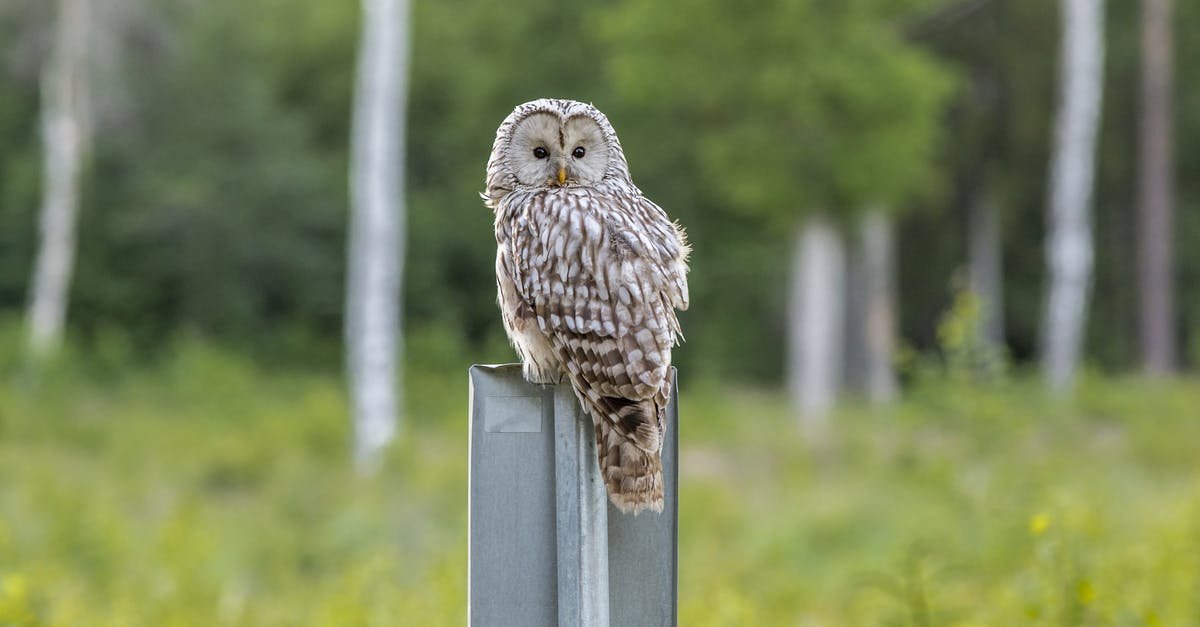 Crab - brown meat looks grey - Brown Owl Perched on Gray Post