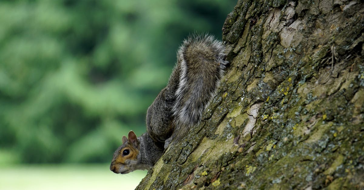 Crab - brown meat looks grey - Gray Squirrel on Tree