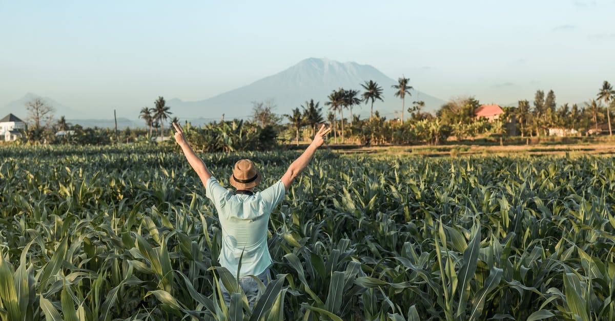 Creating high-protein food for hiking - Man Standing at Middle of Cornfield