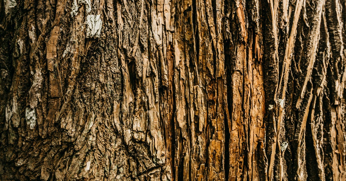 Crumbly cheddar - Old dry tree bark with cracks