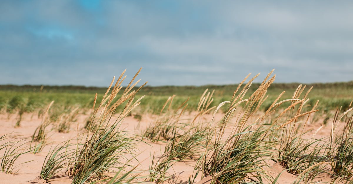 Culinary Uses for Wheat Grass Sprouts - Brown Grass on Brown Sand Under Blue Sky