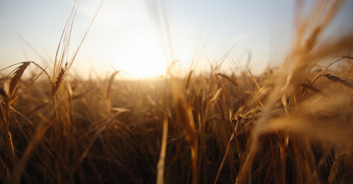 Culinary Uses for Wheat Grass Sprouts - Brown Wheat Field