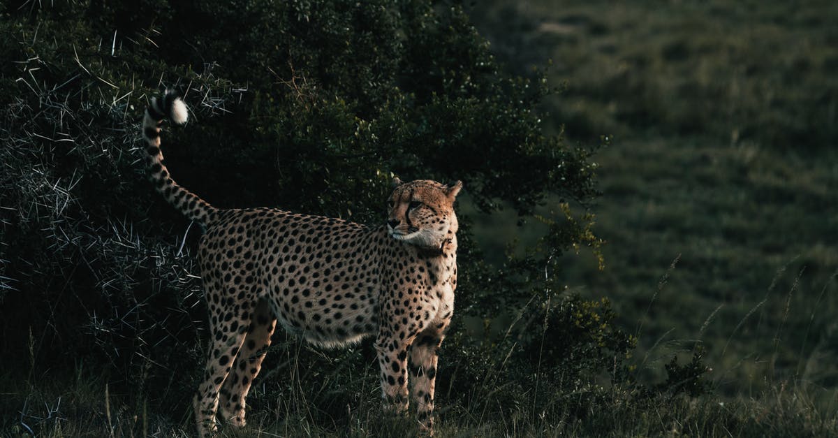 Dangerous pathogens capable of growing in acidic environments - Cheetah with ornamental coat and raised tail looking away on meadow near green shrub in savanna
