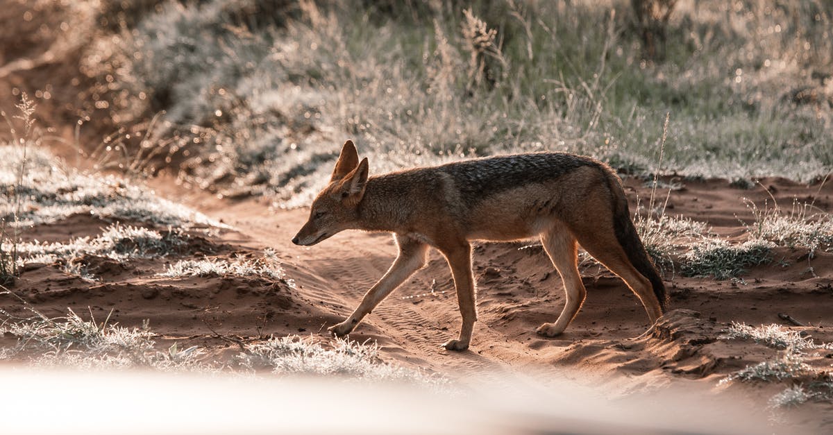 Dangerous pathogens capable of growing in acidic environments - Jackal walking on sandy land with shiny grass