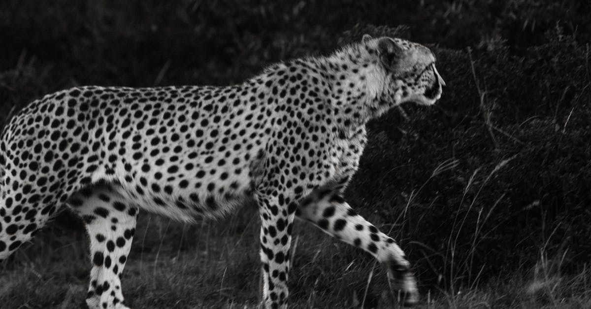 Dangerous pathogens capable of growing in acidic environments - Black and white of cheetah with spotted coat strolling on meadow near shrub while looking away in savanna
