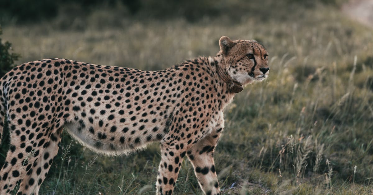Dangerous pathogens capable of growing in acidic environments - Cheetah on green meadow in savanna on summer day